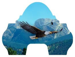 DARAY-L-130 Soaring Eagle Im Free